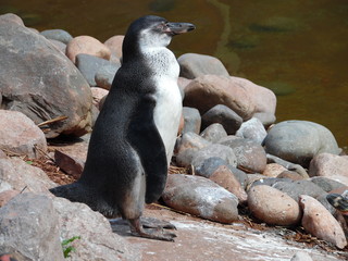 Naklejka premium penguin on rock