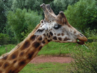portrait of giraffe