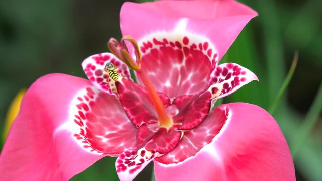 Pink Tigridia pavonia flower