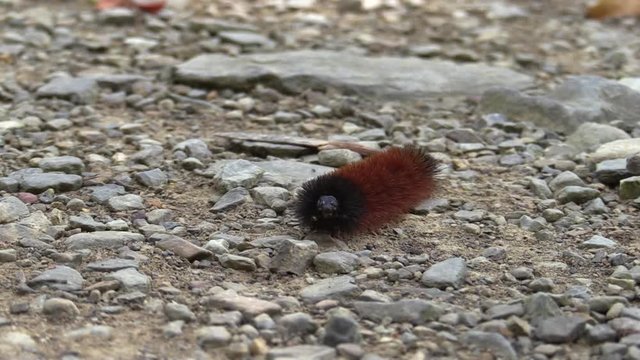 Woollybear caterpiller crawing on a gravel path HD