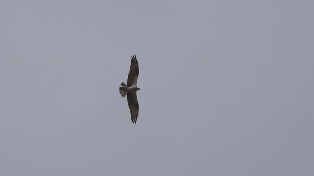 Golden Eagle soaring in the sky.