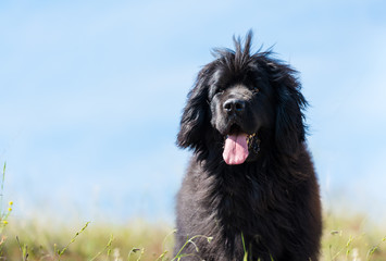 newfoundland dog
