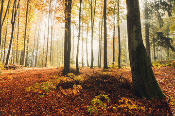 Sunbeam in autumnal nature./ Autumn forest in sun rays in north Poland, Pomerania province