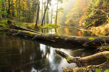 Autumnal river./ Awesome autumn river Brda and forest with fallen stumps in north Poland - obrazy, fototapety, plakaty