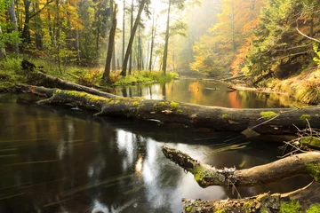 Papier Peint photo Lavable Automne Rivière d& 39 automne./ Superbe rivière d& 39 automne Brda et forêt avec des souches tombées dans le nord de la Pologne