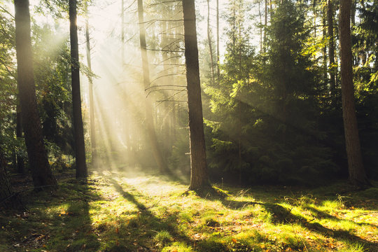 Fototapeta Magic misty sunlight nature./ Foggy autumnal forest in north Poland