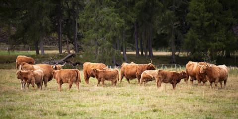 Obraz premium Ganado de las Tierras Altas de Escocia