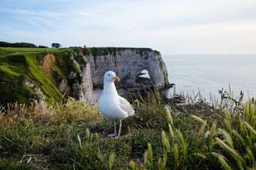 Fototapeta premium Etretat chalk cliffs at sunset with a seagull bird in the foreground. Famous coastline of Cote d'Albatre in Normandy, France, Europe.