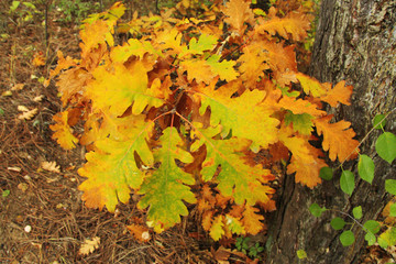 Red and green oak autumn leaves on the branch of tree