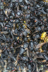 Wespen und Fliegen in einer Falle 