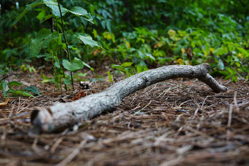 Dry Branch isolated on Spruce Needles Background
