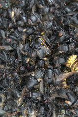 Wespen und Fliegen in einer Falle 