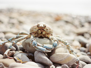 King Blue Crab on Rocky Coast