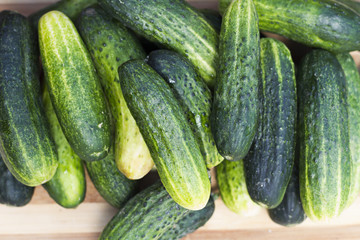 Organic tomatoes, fresh cucumber and unripe watermelon