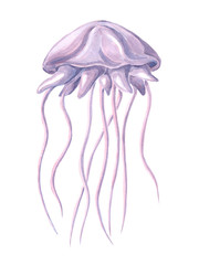 Obraz na płótnie Canvas jelly fish, hand drawn water color painting