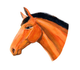 horse, isolated hand drawn water color painting