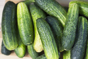 Organic tomatoes, fresh cucumber and unripe watermelon