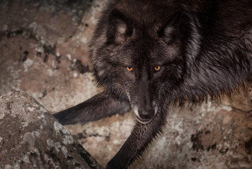 Grey Wolf (Canis lupus) Against Rocks