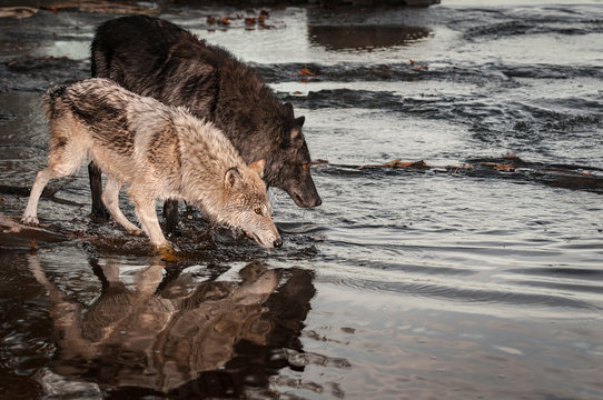 Pair of Grey Wolves (Canis lupus) Look Into River