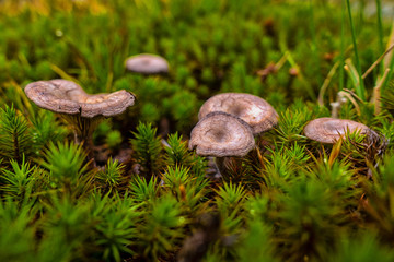 Brown and yellow mushrrom on green moss in forest