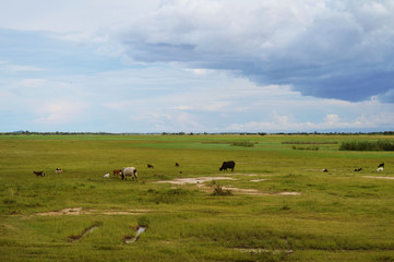Cows on the field in Malawi in Africa