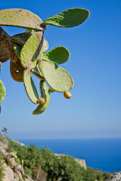 Prickly pear fruit on Cactus with sea background in Malta 