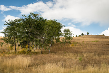 Quaking Aspen on Hillside