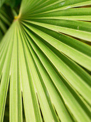 Texture of Green palm Leaf, Livistona Rotundifolia palm tree