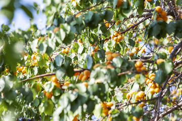 Apricots in the sun. Juicy fruit on the branches of trees. Ripe apricot is ready for harvesting.