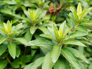 Rhododendrons indium are grown in garden, green leaves background