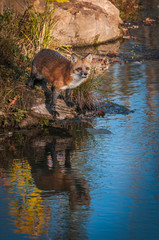 Naklejka na ściany i meble Red Fox ( Vulpes vulpes) Looks Out from Waters Edge