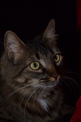Naklejka premium GATO 