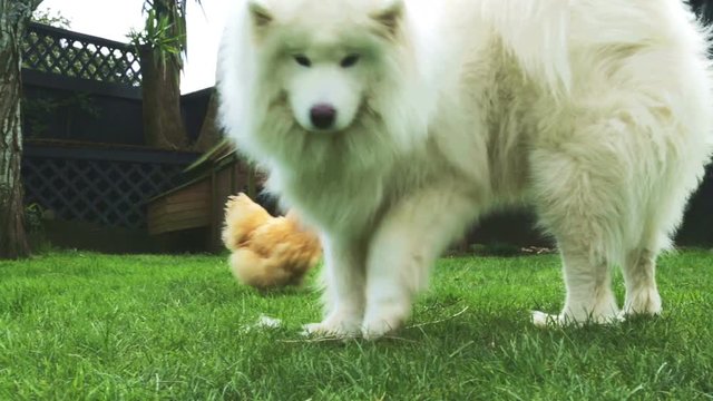 A white fluffy Samoyed dog and two fluffy Silkie chickens competing for bits of food