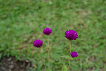 purple flowers in the green garden