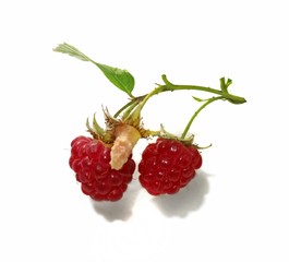Raspberry branch isolated on white background.