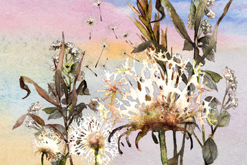 watercolor meadow dandelions - 222213079