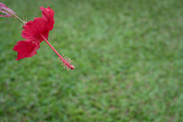 Obraz premium lonely red flower in the green garden