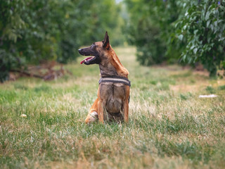 Belgischer Schäferhund Portrait