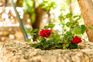 Red rose on stone wall background.