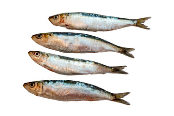 Fresh raw sardines on white background