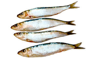 Fresh raw sardines on white background