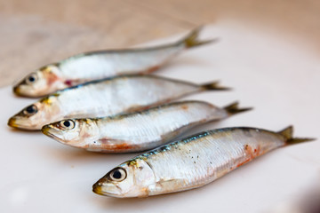 Fresh raw sardines on white background