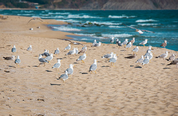 A flock of seagulls