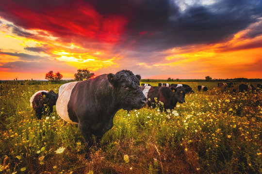 Belted Galloway