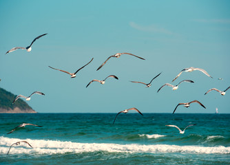A flock of seagulls