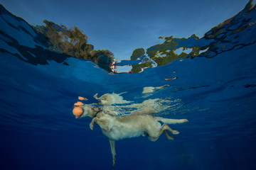 dog under water
