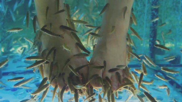 Fish spa pedicure close-up. Fish and feet in blue water.