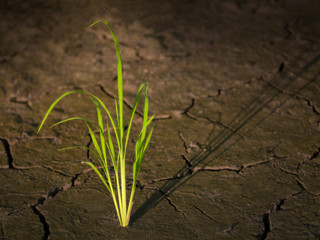 Rice seedlings growing on the cracked dry mud.