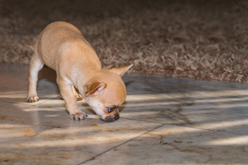 A chihuahua puppy takes a trail and looks for