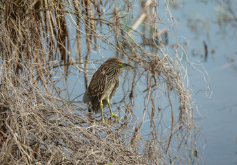 american bittern is perched and watching
